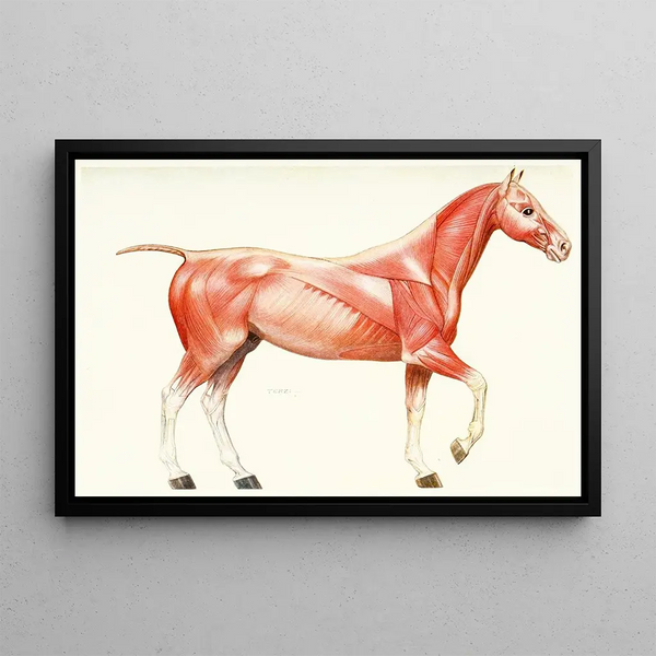 The Muscular System of the Horse - Amedeo John Engel Terzi — framed artwork on a wall