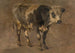 Stier - André Plumot — weergave van het kunstwerk