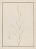 Tête d'Eragrostis - Andrew Fyfe — weergave van het kunstwerk