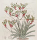 Anigozanthus in twee kleuren en gele haren - Sydenham Edwards — weergave van het kunstwerk