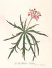 Jatropha Multifidis - Ann Lee — weergave van het kunstwerk