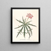 Jatropha Multifidis - Ann Lee — ingelijst kunstwerk aan de muur