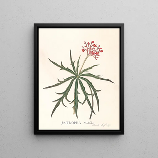 Ann Lee - Jatropha Multifidis.webp