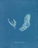 Asperococcus turneri - Anna Atkins — weergave van het kunstwerk