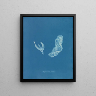 Anna Atkins - Asperococcus Turneri.webp