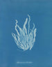 Asperococcus echinatus - Anna Atkins — weergave van het kunstwerk