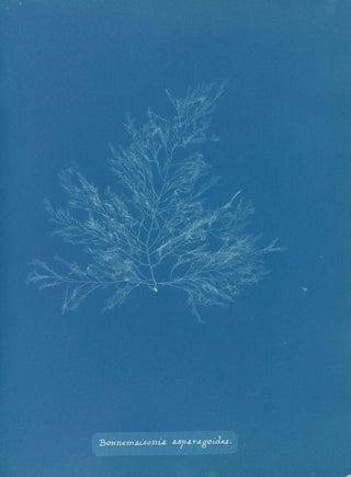 Anna Atkins - Bonnemaisonia asparagoides.webp
