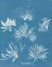 Bryopsis plumosa - Anna Atkins — weergave van het kunstwerk