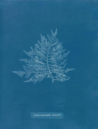 Anna Atkins - Calithamnion roseum.webp