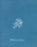 Callithamnion gracillimum - Anna Atkins — weergave van het kunstwerk