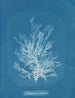 Callithamnion plumula - Anna Atkins — weergave van het kunstwerk