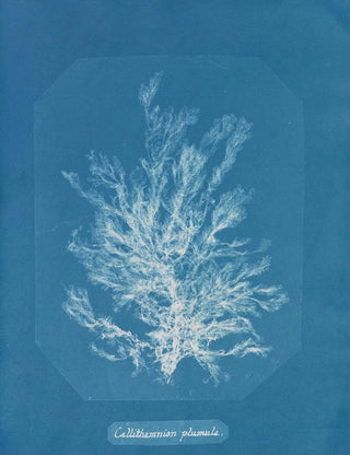 Anna Atkins - Callithamnion plumula.webp