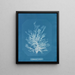Callithamnion plumula - Anna Atkins — ingelijst kunstwerk aan de muur