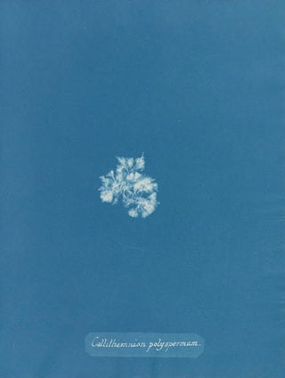 Anna Atkins - Callithamnion polyspermum.webp