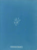 Callithamnion thuyoides - Anna Atkins — weergave van het kunstwerk