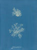 Calothrix confervicola - Anna Atkins — weergave van het kunstwerk