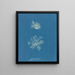 Calothrix confervicola - Anna Atkins — ingelijst kunstwerk aan de muur