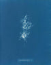 Chondrus crispus var. - Anna Atkins — weergave van het kunstwerk