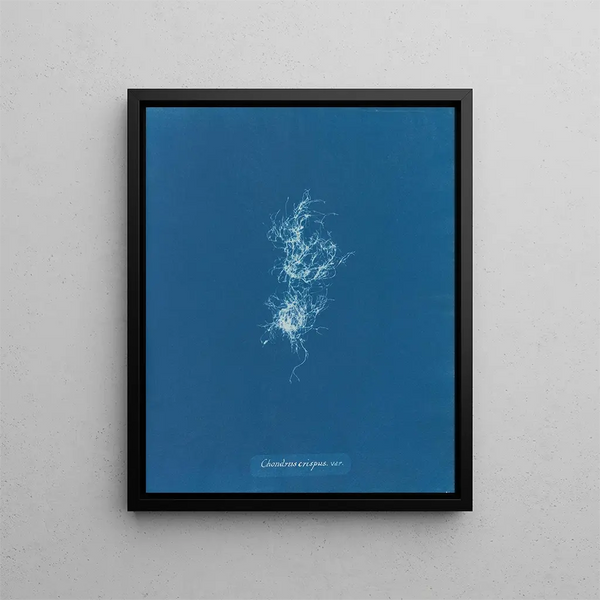 Anna Atkins - Chondrus crispus var.webp
