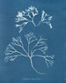 Cartilage mammaire - Anna Atkins — weergave van het kunstwerk