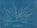 Chordaria flagelliformis - Anna Atkins — weergave van het kunstwerk