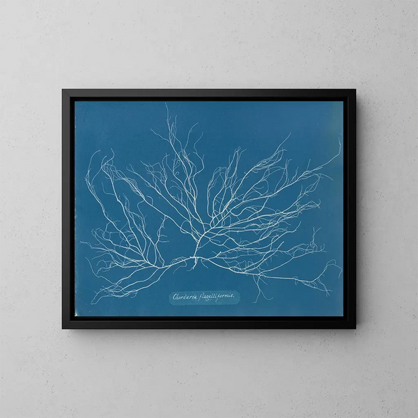 Chordaria flagelliformis - Anna Atkins — ingelijst kunstwerk aan de muur
