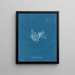Chylocladia articulé - Anna Atkins — ingelijst kunstwerk aan de muur