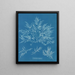 Chylocladia clavellosa - Anna Atkins — ingelijst kunstwerk aan de muur