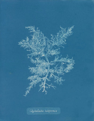 Anna Atkins - Chylocladia kaliformis.webp