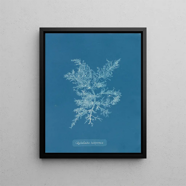 Anna Atkins - Chylocladia kaliformis.webp