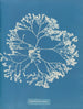 Chylocladia ovalis - Anna Atkins — weergave van het kunstwerk