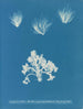 Conferva arcta de drie bovenste exemplaren in jonge staat - Anna Atkins — weergave van het kunstwerk