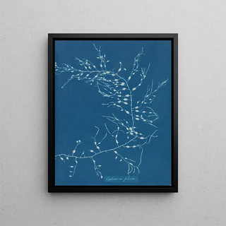 Anna Atkins - Cystoseira fibrosa.webp