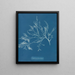 Cystoseira foeniculacea - Anna Atkins — ingelijst kunstwerk aan de muur