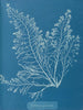 Cystoseira granulata - Anna Atkins — weergave van het kunstwerk