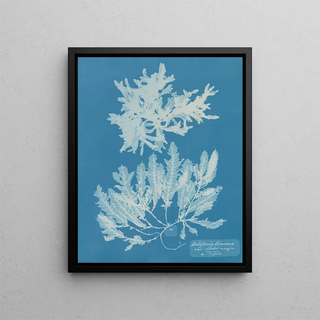 Anna Atkins - Delesseria Sinuosa va ciliated margin a in fruit.webp