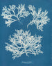 Delesseria ailée - Anna Atkins — weergave van het kunstwerk