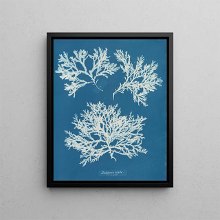 Anna Atkins - Delesseria alata.webp