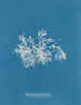 Delesseria zeer smal - Anna Atkins — weergave van het kunstwerk