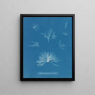 Anna Atkins - Delesseria hypoglossum in fruit.webp