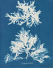 Sinuos naakt schilderij - Anna Atkins — weergave van het kunstwerk