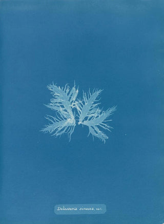 Anna Atkins - Delesseria sinuosa var.webp