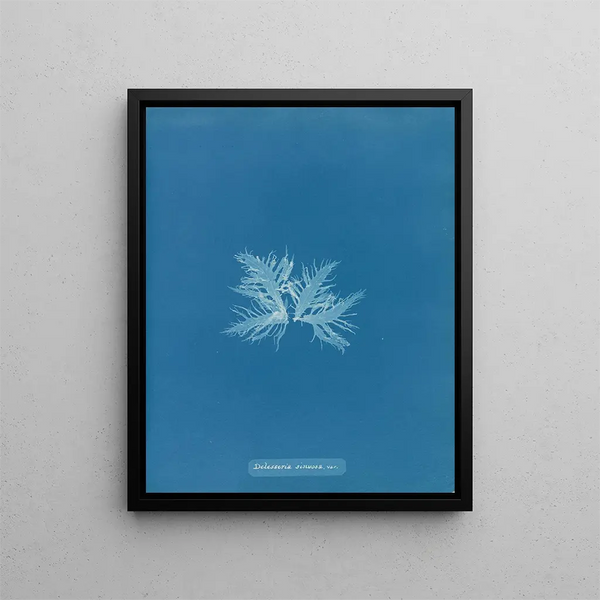 Anna Atkins - Delesseria sinuosa var.webp