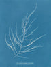 Desmarestia aculeata jonge staat - Anna Atkins — weergave van het kunstwerk