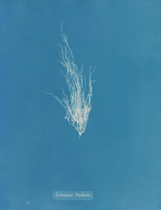 Anna Atkins - Ectocarpus Mertensii.webp
