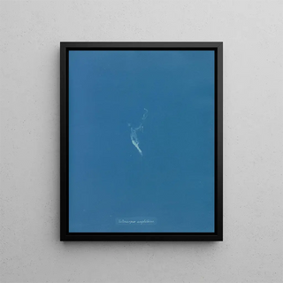 Anna Atkins - Ectocarpus amphibius.webp