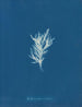 Ectocarpus crinitus - Anna Atkins — weergave van het kunstwerk