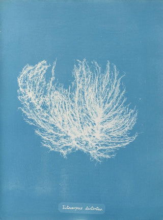 Anna Atkins - Ectocarpus distortus.webp