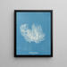 Ectocarpus distortionus - Anna Atkins — ingelijst kunstwerk aan de muur