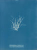 Ectocarpus granulosus - Anna Atkins — weergave van het kunstwerk